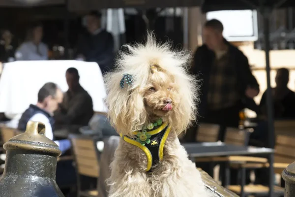 restaurante-con-terraza-en-oviedo-9